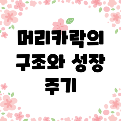 머리카락의 구조와 성장 주기
