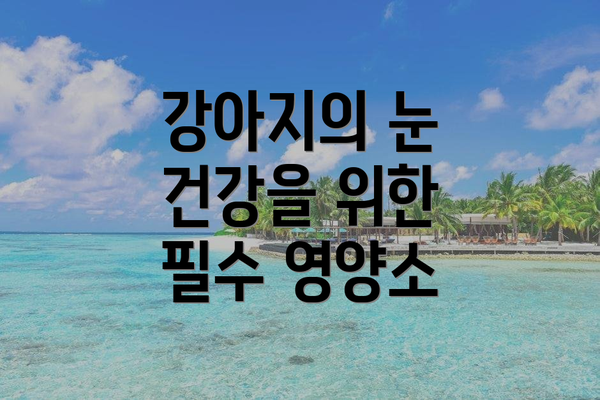강아지의 눈 건강을 위한 필수 영양소