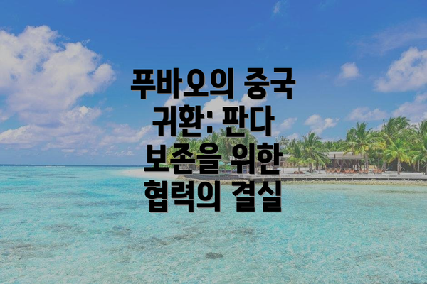 푸바오의 중국 귀환: 판다 보존을 위한 협력의 결실